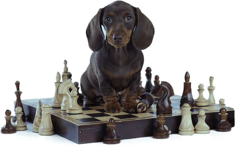 Brain Games to Stimulate your Dog's Mind! (Free eBook)