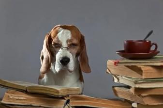 E-book - Brain Stimulation Games for Dogs